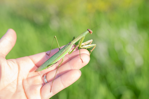 Mantis caught and caught in hand