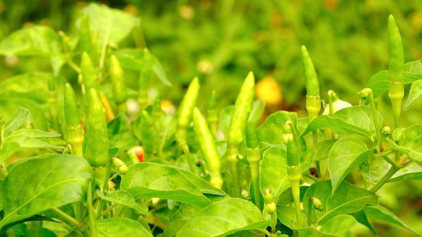 istock Hot chilli pepper on tree in the vegetable garden. 1344922059