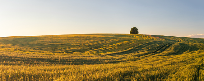 panorama of summer landscape - sunset over the grain field