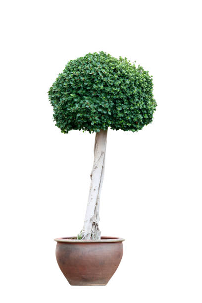 istock bonsai tree ,annulata tree, in pot isolated on white background 1344923056