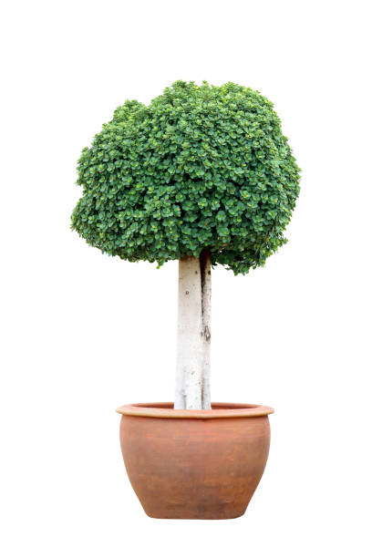 istock bonsai tree, annulata tree, in pot isolated on white background 1344923320