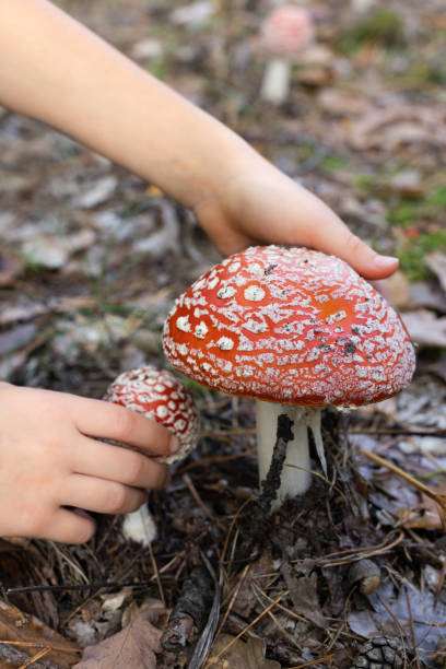 istock Child hands touching big red mushroom in a forest. 1344923331