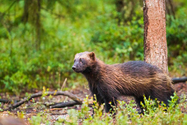 молодая самка росомахи гуляет по полу леса в кухмо, финляндия, европа - wolverine endangered species wildlife animal стоковые фото и изображения