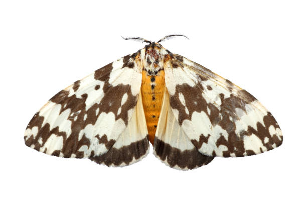 istock moth, night butterfly isolated on white background 1344923417