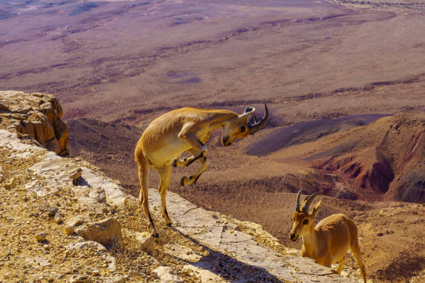 Pair of young Nubian Ibex practice fighting, Makhtesh (crater) Ramon