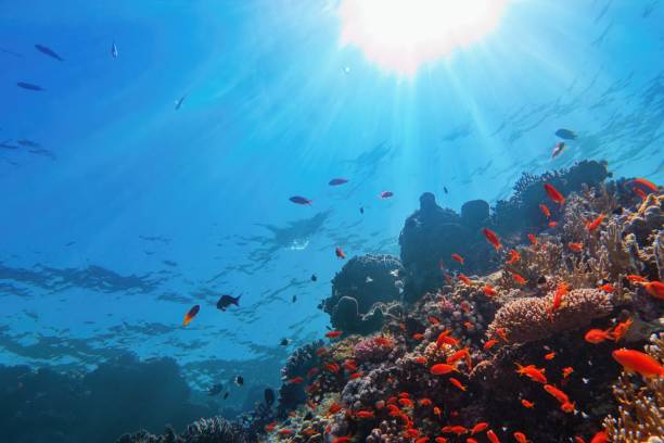 lumière du soleil vivifiante sous l’eau. les rayons du soleil brillent sous l’eau sur le récif corallien tropical. conservation des écosystèmes et de l’environnement - scuba diving flash photos et images de collection