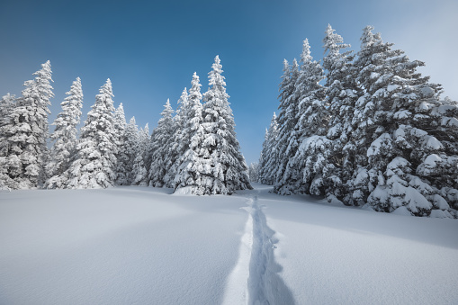 Idyllic snowy winter scene with snowcapped trees and footpath through the mountain glade.