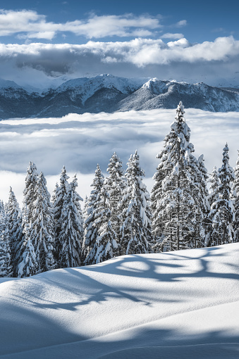 Snowcapped winter forest above the fog on a beautiful sunny day.