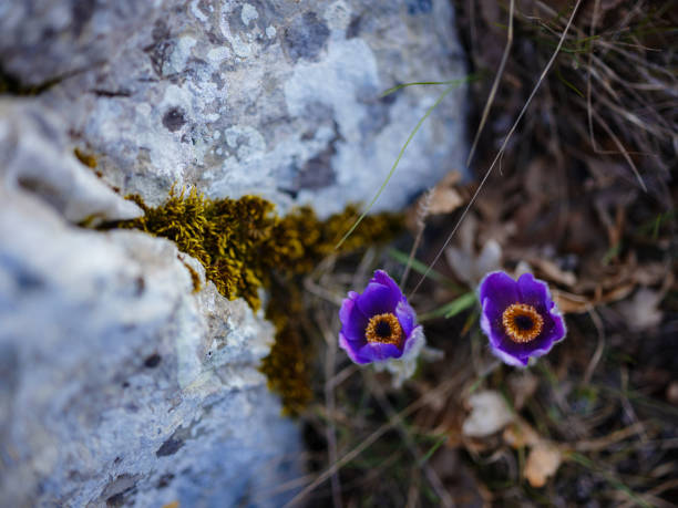 Purple wild crocus flavus flower or pulsatilla (pasque flower) growing at sunset outdoors. Early sign of spring.