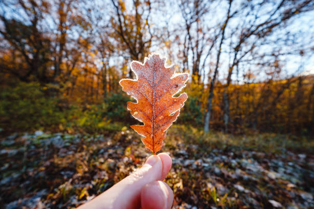 istock autumn leaf in the male hand 1344926018