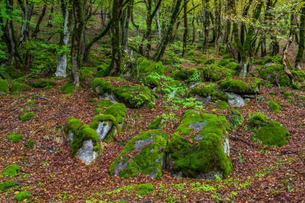 istock Mossy trees in a green mystical forest 1344926892