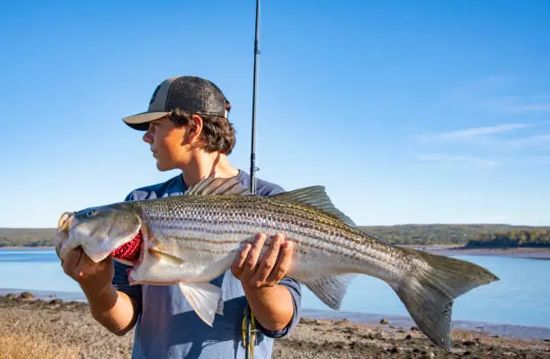 A teen fisherman with a freshly caught striped bass from the sea.  Photographed in North America.