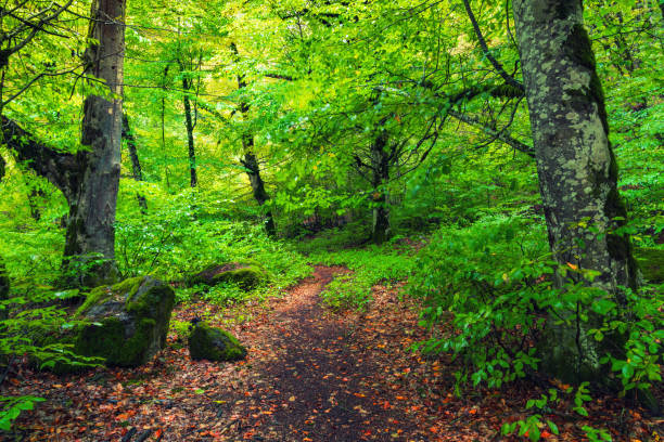 Free Stock Photo of Pathway in lush green forest lined with fallen ...