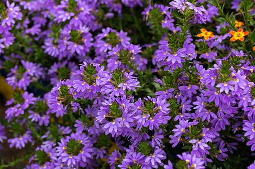 deep violet Blue Surdiva, Scaevola, aemula flowers in late summer garden.