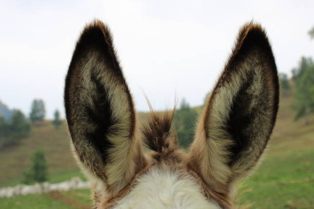 escuchar oídos de burro - orejas de burro fotografías e imágenes de stock