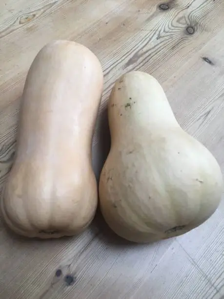 Photo of Butternut Squash