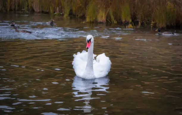 Photo of A beautiful white wild swan swimming on the autumn lake. Gorodischenskoe lake, Izborsk, Russia