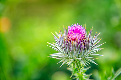 Closeup macro photo of a milk thistle weed that is growing a garden,