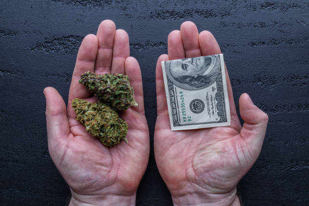 hands with cannabis and money. The concept of selling marijuana, hemp, drugs, scales, jambs and a cannabis grinder on a black wooden table top stock photo