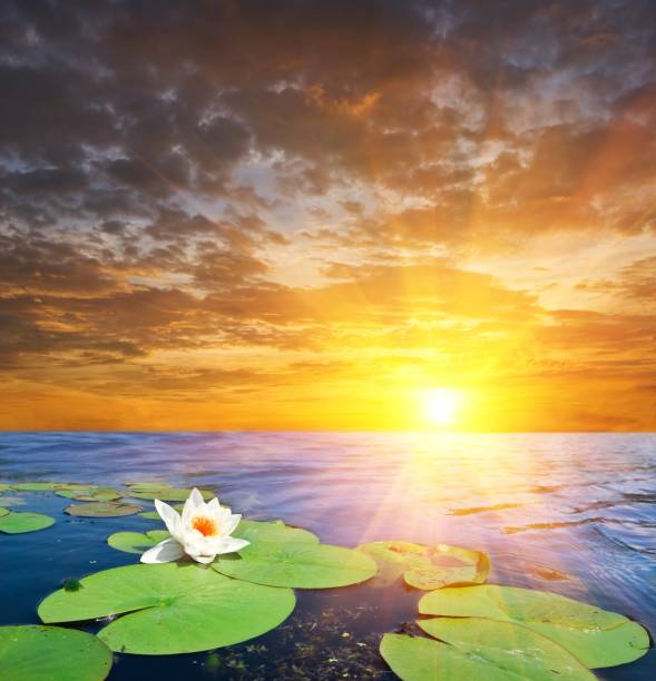 istock water lily in a water bya sunset 1344930398
