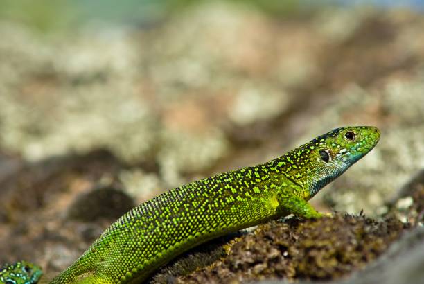 istock closeup green lizard on a stone 1344931150