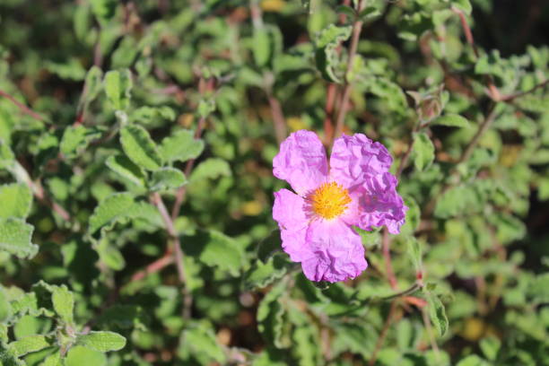 istock blossoming cistus in the garden 1344931190