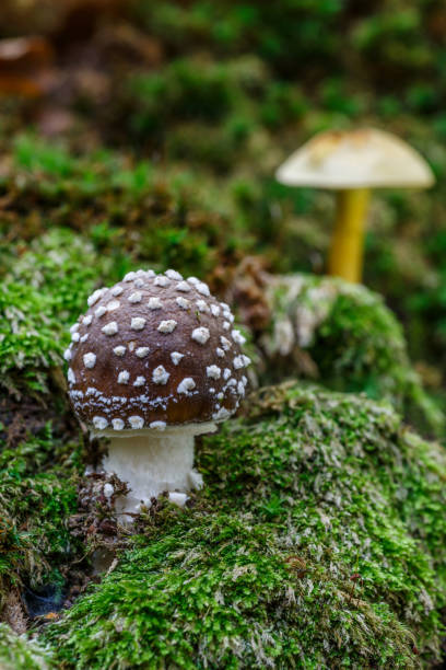 The Death angel an deadly poisonous Mushroom, Scientific name:Amanita pantherina.The mushroom grows Carpathian Mountains in the forest. The Death angel an deadly poisonous Mushroom, Scientific name:Amanita pantherina.The mushroom grows Carpathian Mountains in the forest. amanita citrina photos stock pictures, royalty-free photos & images