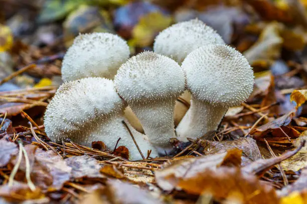 Close-up of a fungus called Common Puffball (Lycoperdon Perlatum)common puffball, warted puffball, gem-studded puffball). White mushrooms in the autumn forest.