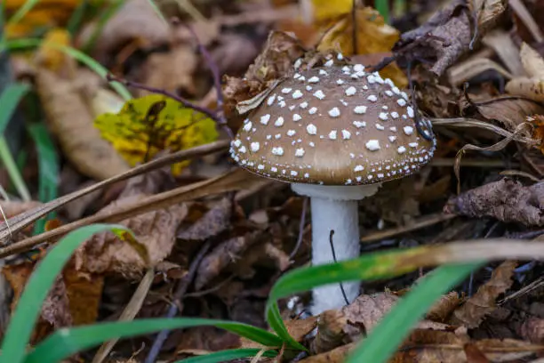 Photo of The Death angel an deadly poisonous Mushroom, Scientific name:Amanita pantherina.The mushroom grows Carpathian Mountains in the forest.