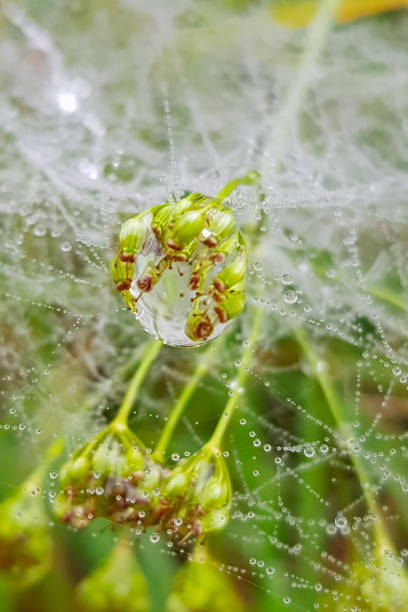istock Droplets of water on a green grass 1344934160