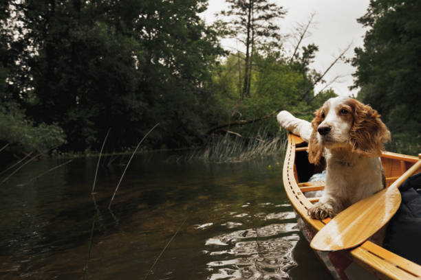 istock Dog sits in the canoe 1344934172