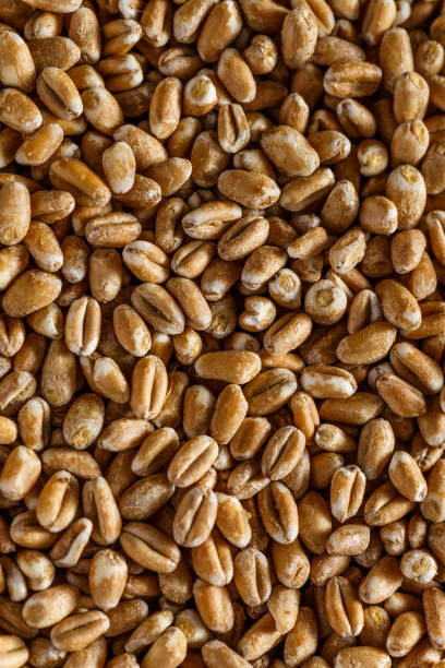 istock wheat grain texture, natural dry grain on the whole image, macro shot.Conceptual image of harvesting. Diet food concept.horizontal background,