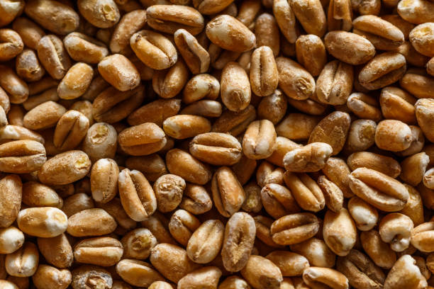 istock wheat grain texture, natural dry grain on the whole image, macro shot.Conceptual image of harvesting. Diet food concept.horizontal background,