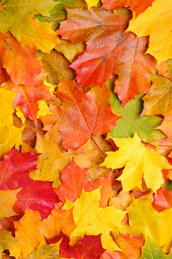 Shot of foliage of a staghorn sumac tree in autumn.