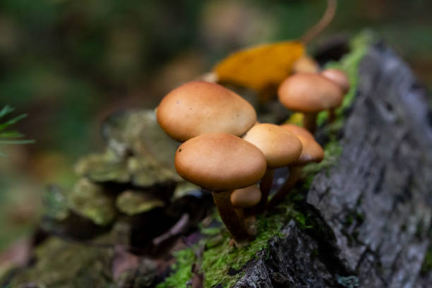istock Galerina marginata is deadly poisonous mushroom, october 1344935888