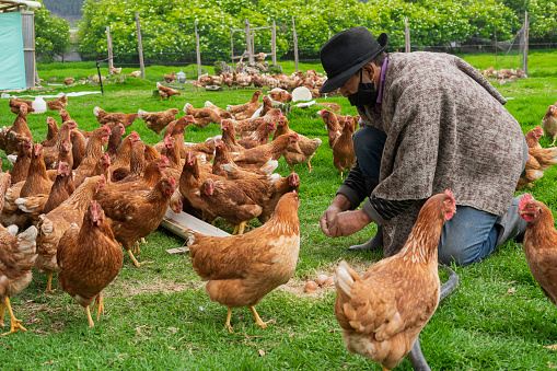 Latino farmer from Bogota Colombia between 60 and 64 years old, kneeling collecting eggs that the hens lay outside the henhouse while wearing his covid-19 mask