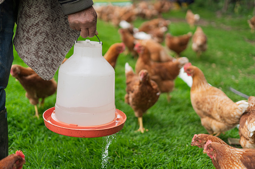 Farmer washing the water container to hydrate the chickens while walking through the chicken coop