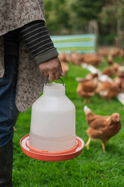 Farmer washing the water container to hydrate the chickens while walking through the chicken coop