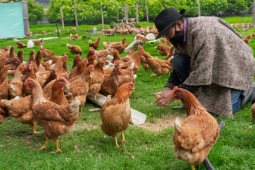 Latino farmer from Bogota Colombia between 60 and 64 years old, kneeling collecting eggs that the hens lay outside the henhouse while wearing his covid-19 mask