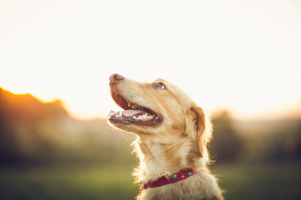 istock Happy Golden Retriever 1344937482