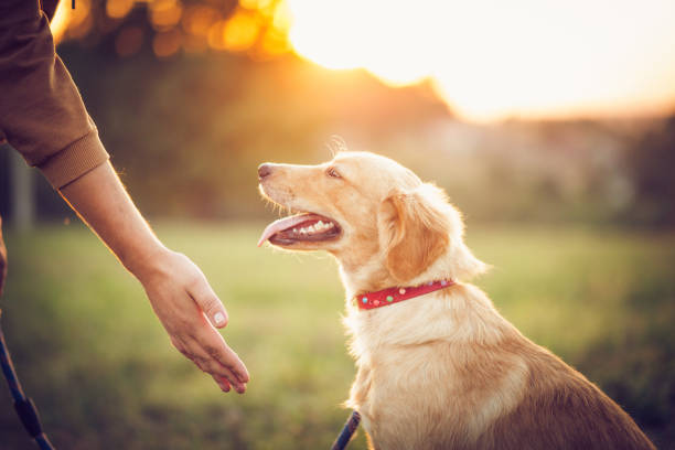 istock Happy man training with his dog in the nature 1344937516