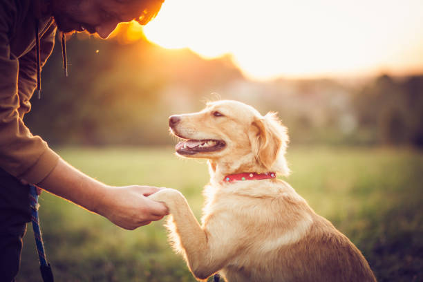 istock Happy man training with his dog in the nature 1344938130