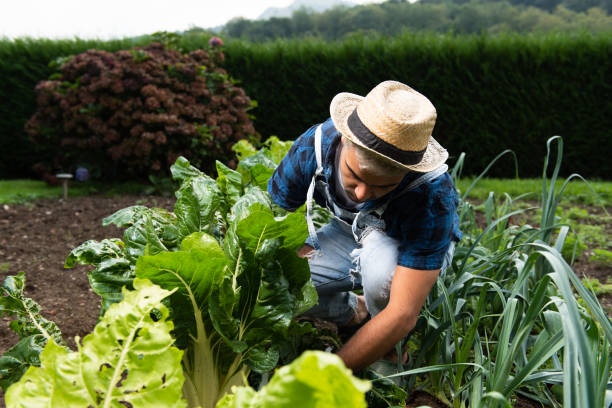 istock Hispanic man working on a vegetable garden. 1344938169