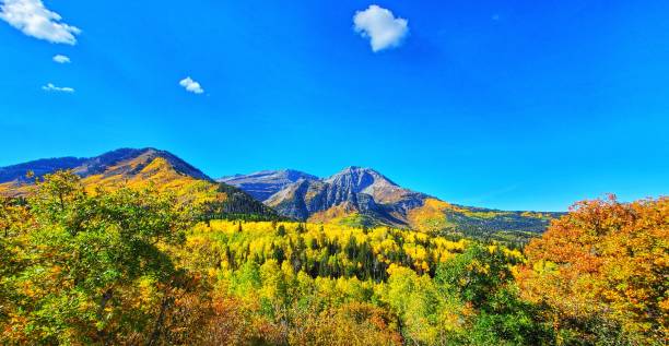 Fall color Utah Wasatch Mountains Rocky Mountains Colorful aspen yellow trees stock photo