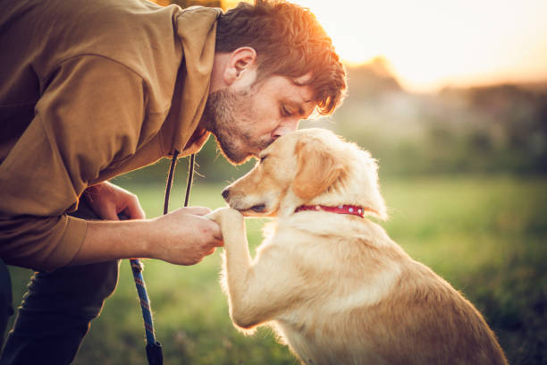 un homme heureux s’entraînant avec son chien dans la nature - retriever golden retriever dog happiness photos et images de collection