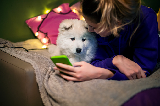 A beautiful teenage girl with her cute samoyed puppy in Christmas decorated room uses smart phone