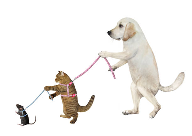 istock Dog labrador holds its cat on leash 1344938543