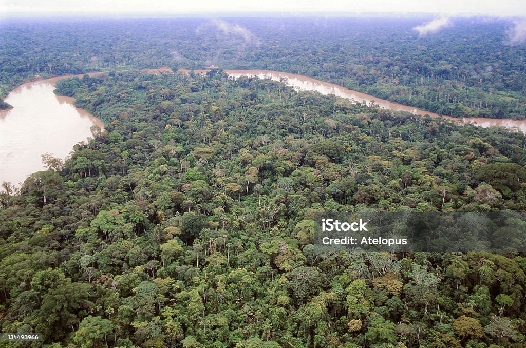 Primary tropical rainforest Primary rainforest viewed from the air with the Rio Aguarico in the background, Ecuador Amazon River Stock Photo