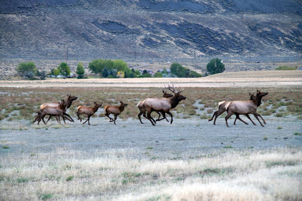 istock Large bull elk and part of herd running 1344939871