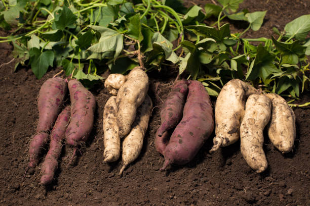 verschiedene qualität der süßkartoffel. wachsende weiße und violette süßkartoffeln. - yam stock-fotos und bilder